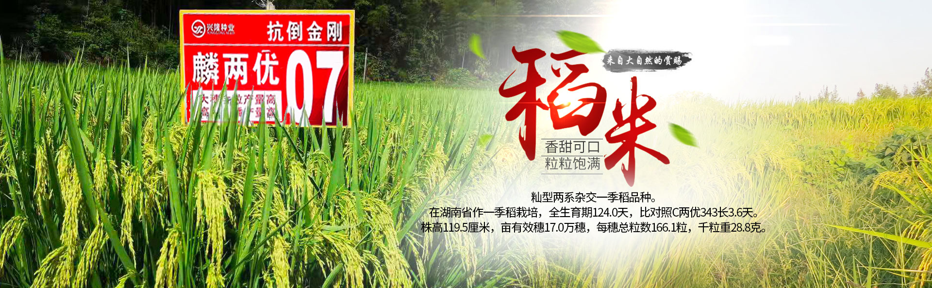beat365正版唯一官网_长沙稻谷种植与销售|长沙农作物品种的选育